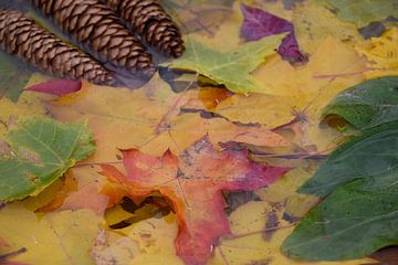 Bladeren in een bassin met water in de herfst van Claude Laprise