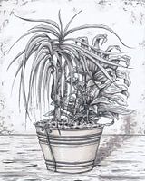 Plant markertekening