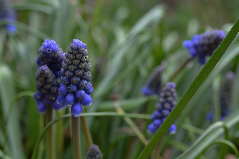 Blauwe Druifjes van FotoGraaG Hanneke