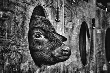 Waterbuffeltje van Monique Verlouw