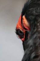 Glurende vogel