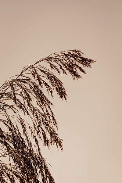 Reed during the golden sunrise in autumn by Oog in Oog Fotografie
