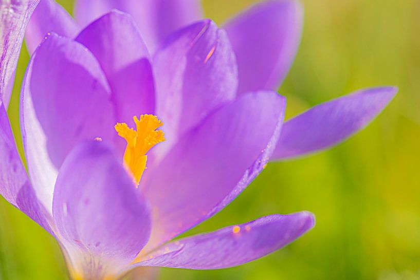 Krokus in Nahaufnahme von Yolanda Wals