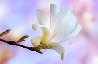 Magnolia van Violetta Honkisz thumbnail