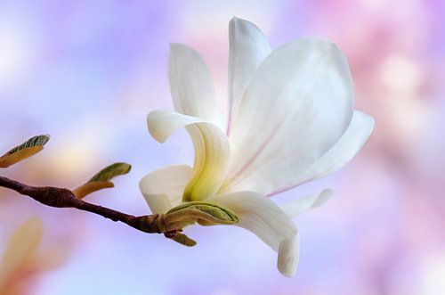Magnolia