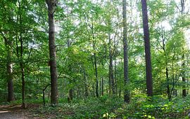 mixed forest with young beeches. by Wim vd Neut