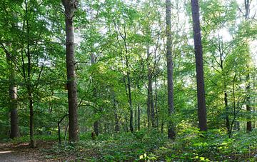 forêt mixte avec de jeunes hêtres. sur Wim vd Neut