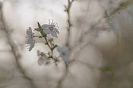 Frühlingsträume. Verträumtes Foto der weißen Blüte eines Schlehdorns von Birgitte Bergman Miniaturansicht