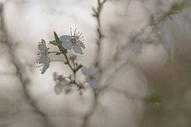 Spring dreams. Dreamy photo of the white blossom of a Blackthorn by Birgitte Bergman
