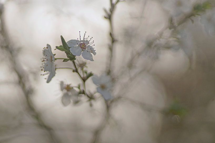Frühlingsträume. Verträumtes Foto der weißen Blüte eines Schlehdorns von Birgitte Bergman