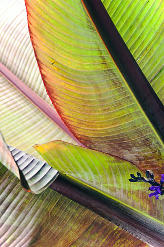 Feuille de bananier automnale à contre-jour, baignée de soleil