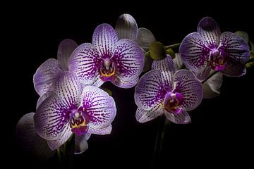 Phalaenopsis "Mansion". van Rens Kromhout