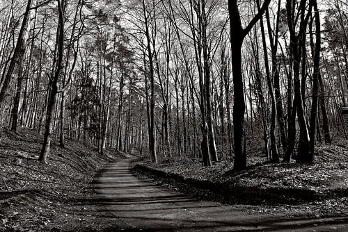 Mysterieus bosgeluid