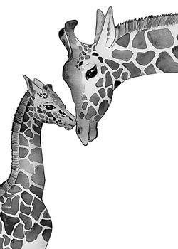 Girafe Two Animals