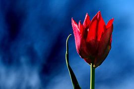 Bright Red Tulip on dark blue background