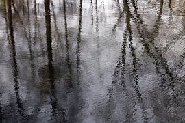 Vieux arbres sous la pluie