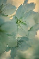 Blüte #1
