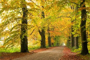Allée de hêtres aux couleurs de l'automne