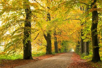 Beukenlaan in herfstkleuren van Corinne Welp