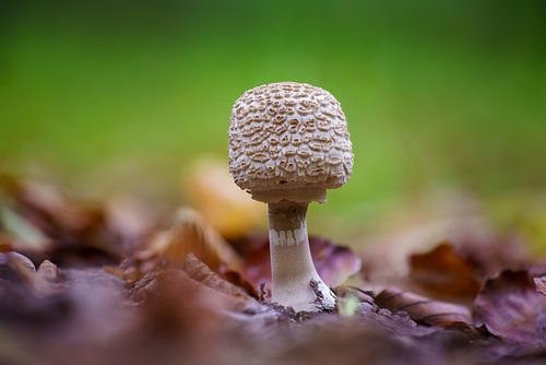 Parasolzwam op de grond van een loofbos in de herfst