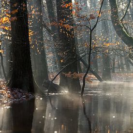 Paysage forestier brumeux et ruisseau forestier sur Peter Haastrecht, van