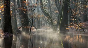 Neblige Waldlandschaft und ein Waldbach