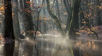Mistig boslandschap en een bos riviertje van Peter Haastrecht, van