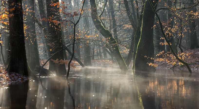 Neblige Waldlandschaft und ein Waldbach von Peter Haastrecht, van
