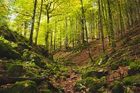 Wald in den Lechtaler Alpen