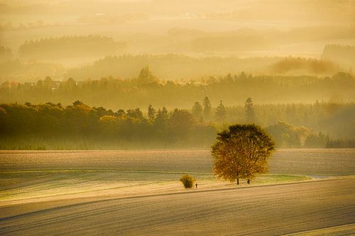 Mystische Landschaft im Nebel / paysage mystique dans le brouillard