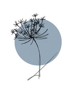 Daucus Carota 3