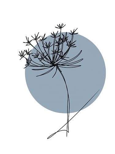 Daucus Carota 3