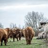 Schotse hooglander in natuurgebied van Dirk van Egmond