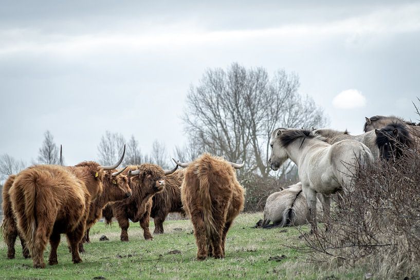 Scottish highlander in nature reserve by Dirk van Egmond