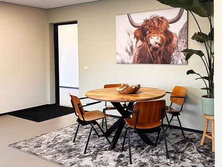 Schottischer Highlander