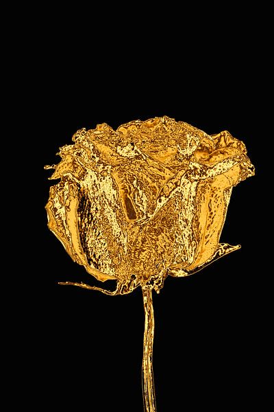 Goldene Rose von Humphry Jacobs
