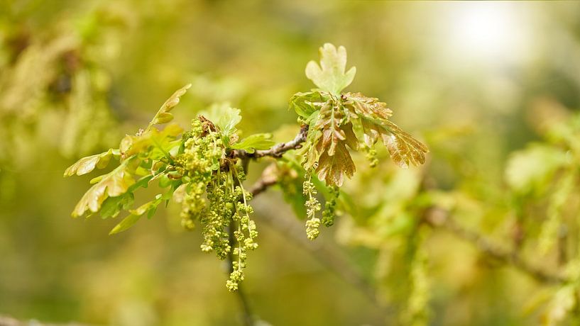Leaves and flowers of English oak by Heiko Kueverling