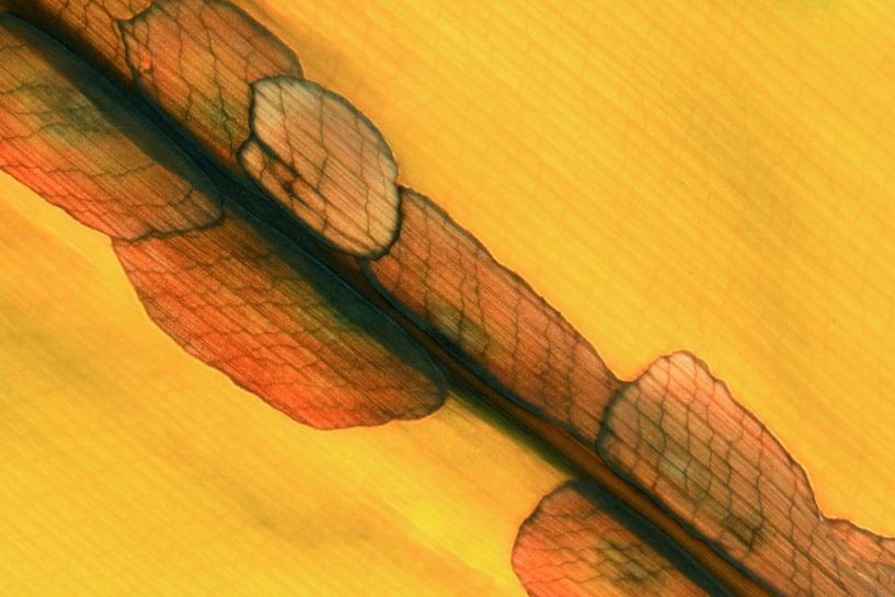 Art of Nature  by Jolanta Mayerberg