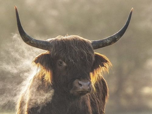Smokey sur Bert van Beek