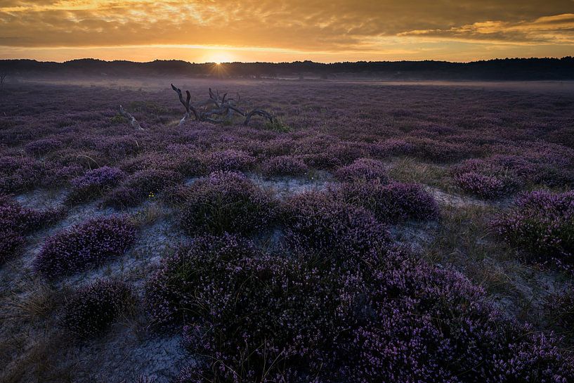 Tree trunk in heathland field by peterheinspictures
