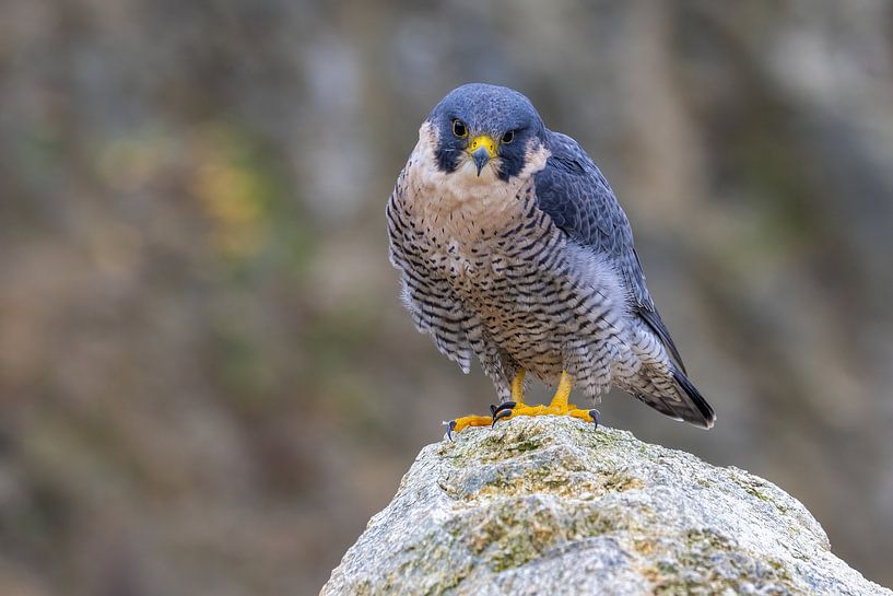 Peregrine falcon on a stone by Teresa Bauer