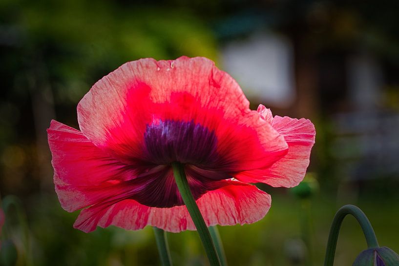 Klatschmohnblüte von Winne Köhn