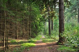 Haute Veluwe