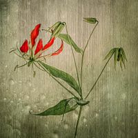 Gloriosa lily