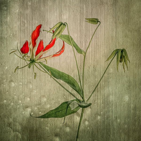 Gloriosa lily by Elly van Veen