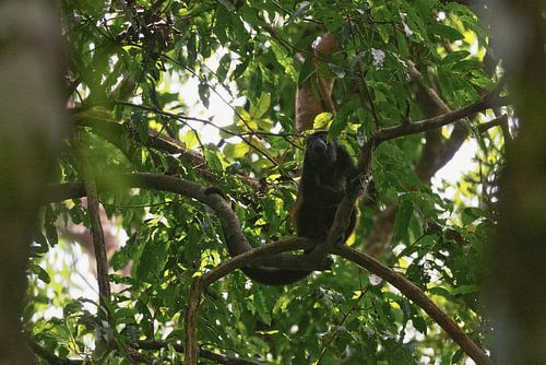 Brulaap hoog in regenwoudboom