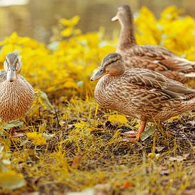 Niedliche Enten im Herbst von Senta Bemelman