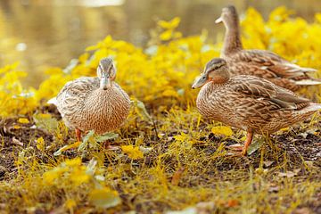 Cute ducks on an autumn day