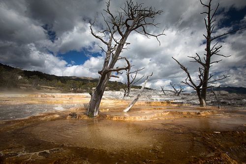 Oude bomen in Yellowstone
