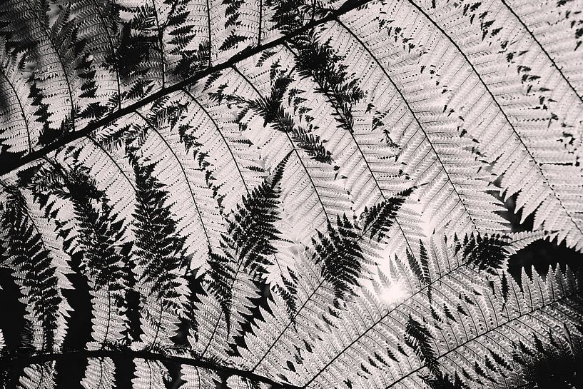 Ferns in black and white. by Marloes van Pareren